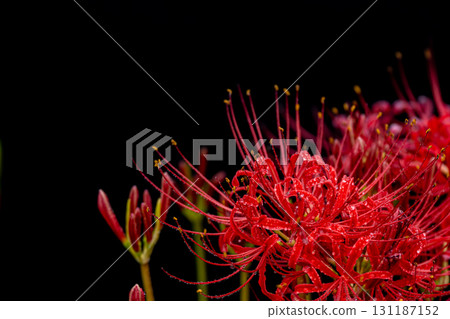 特寫鏡頭：覆蓋著水滴的紅蜘蛛百合和黑色背景 131187152
