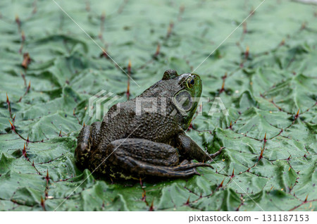 Bullfrog 131187153