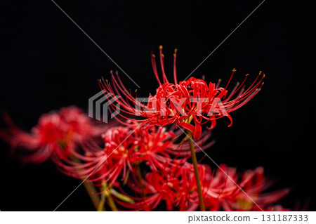 紅蜘蛛百合和黑色背景的特寫鏡頭 紅蜘蛛百合和黑色背景的特寫鏡頭 131187333