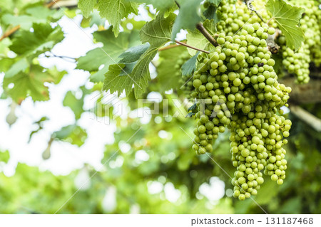 Green Wine Grapes on Vineyard Vine 131187468