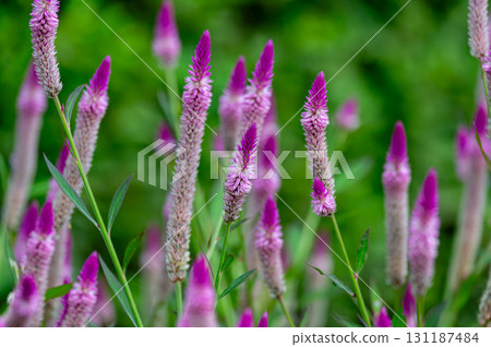 Cockscomb blooming in a summer field 131187484