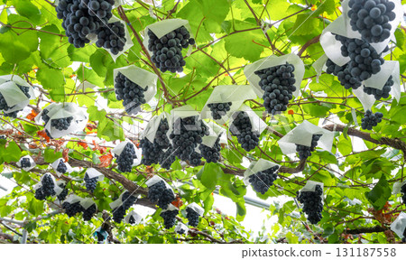 Berry A grape trellis in Katsunuma-cho, Kofu City, Yamanashi Prefecture Berry A grape trellis in Katsunuma-cho, Kofu City, Yamanashi Prefecture 131187558