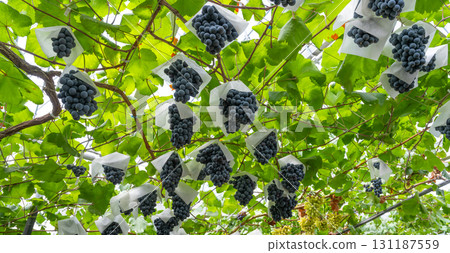 Berry A grape trellis in Katsunuma-cho, Kofu City, Yamanashi Prefecture Berry A grape trellis in Katsunuma-cho, Kofu City, Yamanashi Prefecture 131187559
