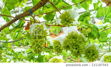 Pitello Bianco grape trellis in Katsunuma-cho, Koshu City, Yamanashi Prefecture Pitello Bianco grape trellis in Katsunuma-cho, Koshu City, Yamanashi Prefecture 131187563