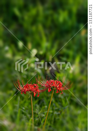 Cluster amaryllis in the autumn field 131187721