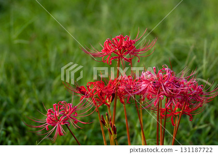 Cluster amaryllis in the autumn field Cluster amaryllis in the autumn field 131187722