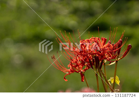 Cluster amaryllis in the autumn field 131187724