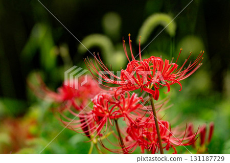 Cluster amaryllis in the autumn field Cluster amaryllis in the autumn field 131187729