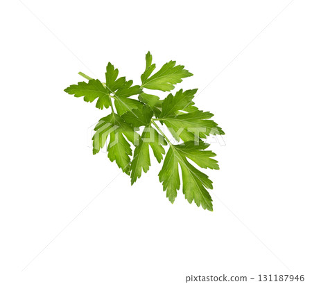 Parsley isolated. Fresh Parsley leaf on white. 131187946