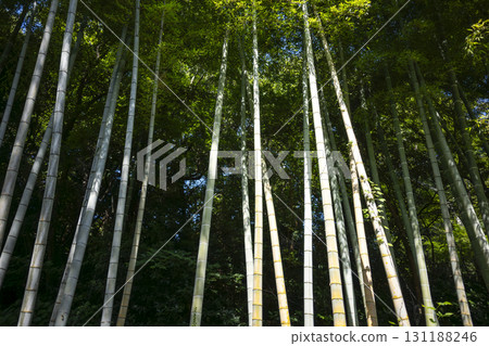 竹林竹子綠色簡約素材 竹林竹子綠色簡約素材 131188246