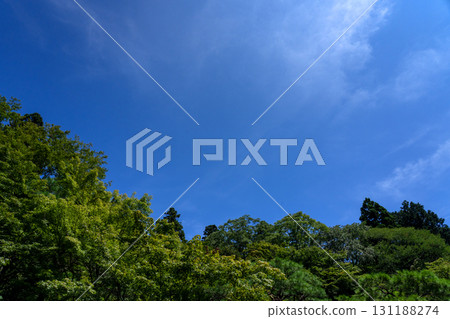 夏日綠葉與藍天複製空間 131188274
