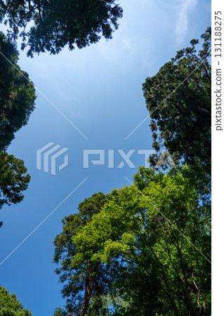 夏日綠葉與藍天複製空間 夏日綠葉與藍天複製空間 131188275