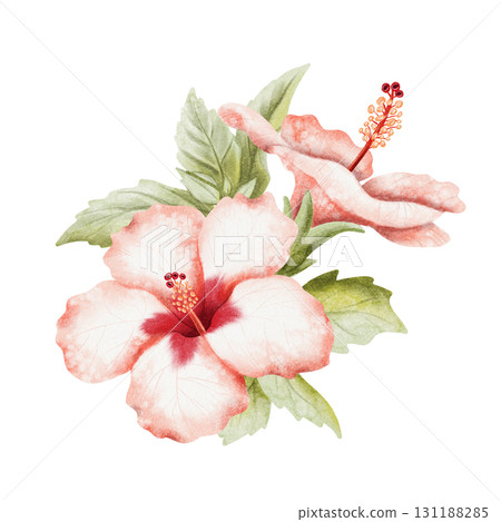 Lush Hibiscus flowers on branch watercolor illustration isolated on white. Realistic summer tropical bush plant with leaves in red green botanical style. Hawaiian blooming floral garden twig clip art Lush Hibiscus flowers on branch watercolor illustration isolated on white. Realistic summer tropical bush plant with leaves in red green botanical style. Hawaiian blooming floral garden twig clip art 131188285