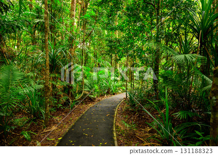 pathway in forest pathway in forest 131188323