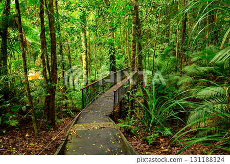 pathway in forest pathway in forest 131188324