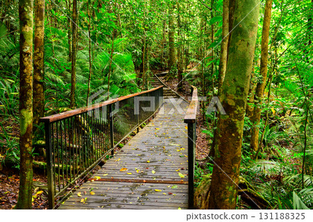 pathway in forest 131188325