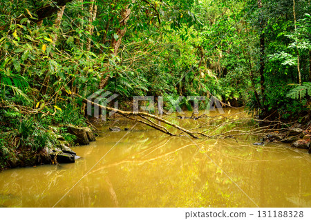 pathway in forest 131188328