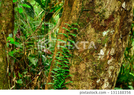 green ferns in the jungle 131188356
