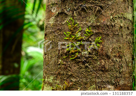 green ferns in the jungle green ferns in the jungle 131188357