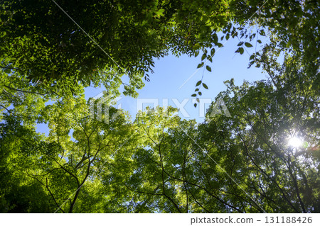 Forest blue sky simple green background material Forest blue sky simple green background material 131188426