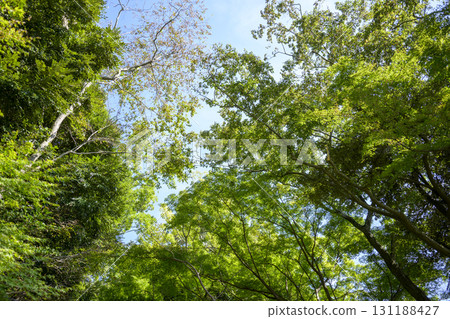 Forest blue sky simple green background material 131188427