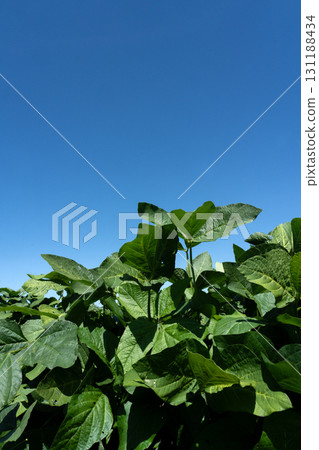 Onaka's bean field Onaka's bean field 131188434