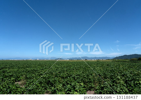 Onaka's bean field 131188437