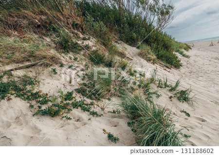 Zelenogradsk, Curonian Spit National Park. Sand dunes on the shore of the Baltic Sea 131188602