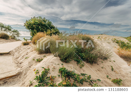 Zelenogradsk, Curonian Spit National Park. Sand dunes on the shore of the Baltic Sea 131188603