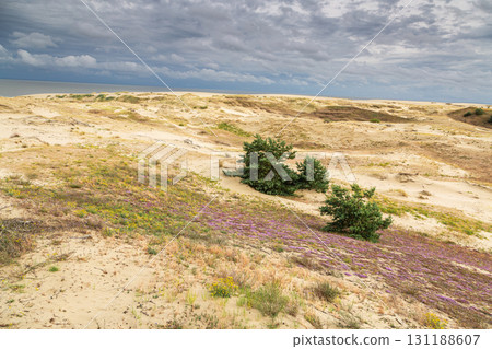 Curonian Spit National Park. Zelenogradsk, Kaliningrad Oblast, Russia. Curonian Spit National Park. Zelenogradsk, Kaliningrad Oblast, Russia. 131188607