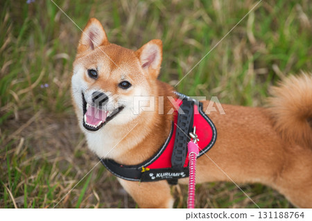 可愛微笑的柴犬 131188764