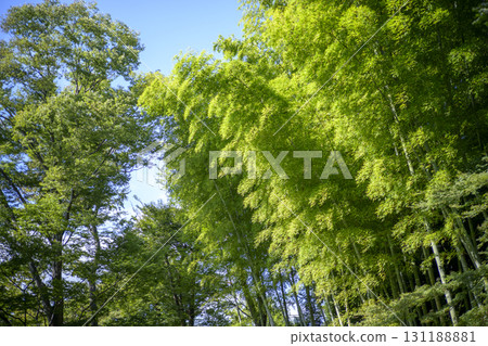 Bamboo forest bamboo green simple material 131188881
