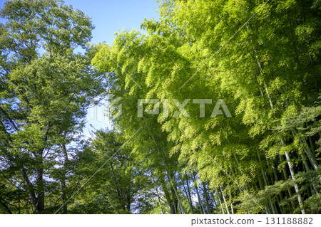 Bamboo forest bamboo green simple material Bamboo forest bamboo green simple material 131188882