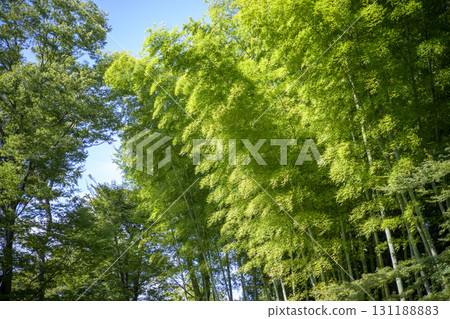 Bamboo forest bamboo green simple material Bamboo forest bamboo green simple material 131188883