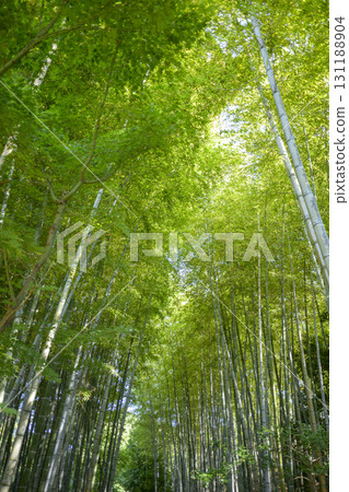 Bamboo forest bamboo green simple material 131188904