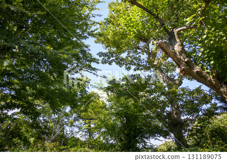 森林藍天簡單的綠色背景素材 131189075