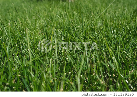 Closeup fresh bright green grass on the lawn in sunny weather on street in park. 131189150