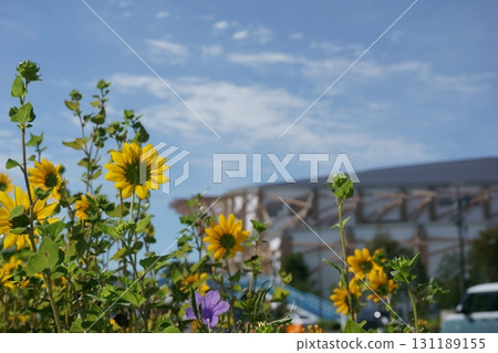 Sunflowers and the IG Arena in the background 131189155