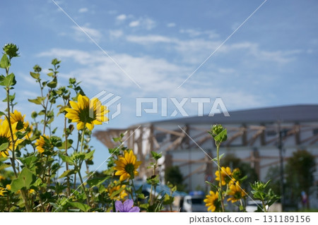 Sunflower 和 IG Arena 131189156