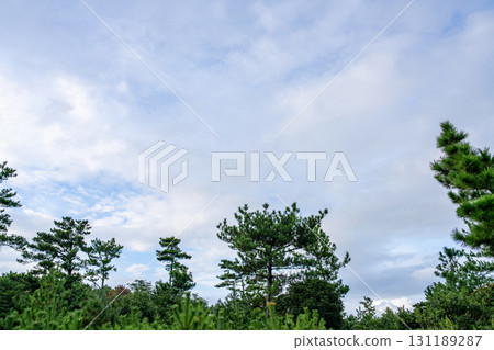 Trees and sky Trees and sky 131189287
