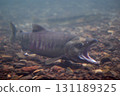 Salmon of Chitose River (Furusato pavilion of Chitose salmon) 131189325