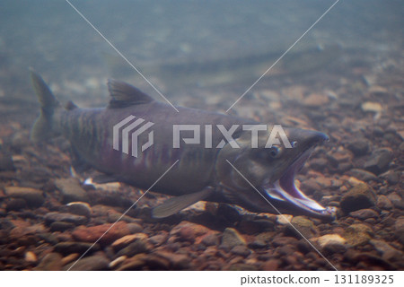 Salmon of Chitose River (Furusato pavilion of Chitose salmon) 131189325