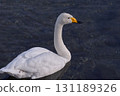 Great swans 131189326