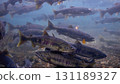 Salmon swimming upstream in the Chitose River (Chitose Aquarium, the home of salmon) 131189327