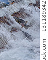 Salmon swimming upstream jumping 131189342