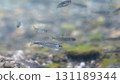 Salmon's fry (Salmon's home and Chitose Aquarium) 131189344