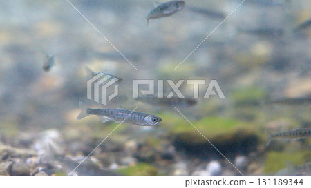 三文魚的魚苗(三文魚的家和千歲水族館) 三文魚的魚苗(三文魚的家和千歲水族館) 131189344