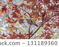 Japanese white-eye autumn leaves 131189360