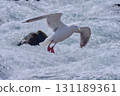 Seagulls flying water current black-backed gull 131189361