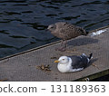 Black-backed Gull Parent and Child 131189363